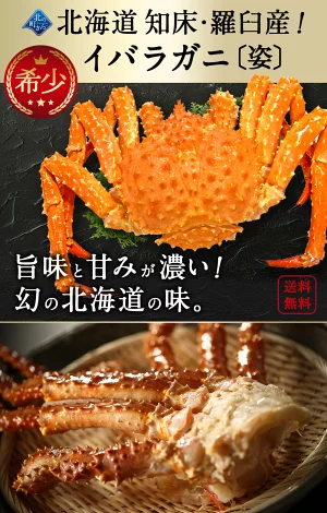 知床・羅臼産 イバラガニ 【浜茹で急速冷凍 姿】 2.7kg前後 茨蟹 茨ガニ 茨カニ いばらがに イバラカニ いばらかに 蟹 カニ タラバ蟹 たらばがに