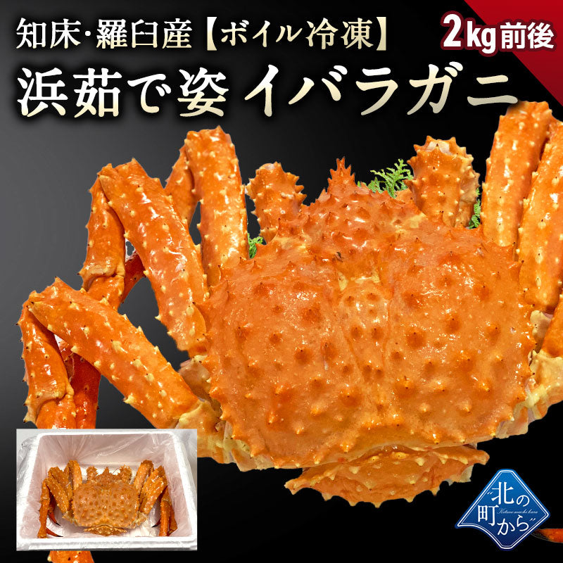 知床・羅臼産 イバラガニ 【浜茹で急速冷凍 姿】 2kg前後 茨蟹 茨ガニ 茨カニ いばらがに イバラカニ いばらかに 蟹 カニ タラバ蟹 たらばがに