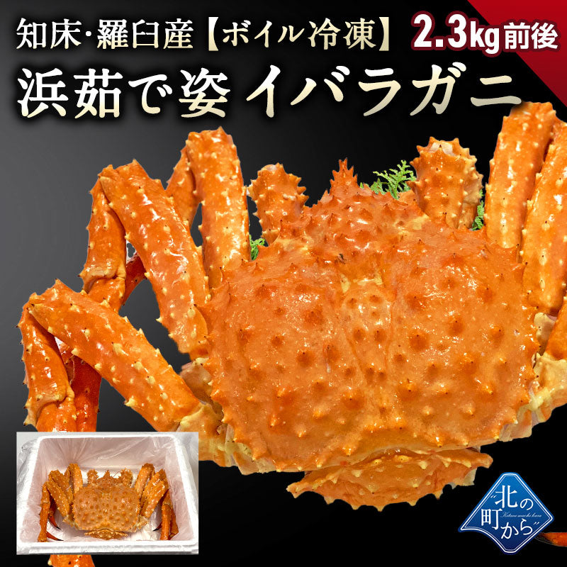 知床・羅臼産 イバラガニ 【浜茹で急速冷凍 姿】 2.3kg前後 茨蟹 茨ガニ 茨カニ いばらがに イバラカニ いばらかに 蟹 カニ タラバ蟹 たらばがに