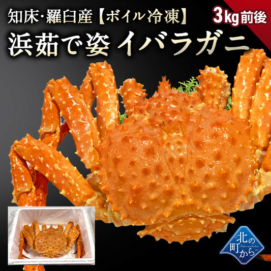 知床・羅臼産 イバラガニ 【浜茹で急速冷凍 姿】 3kg前後 茨蟹 茨ガニ 茨カニ いばらがに イバラカニ いばらかに 蟹 カニ タラバ蟹 たらばがに