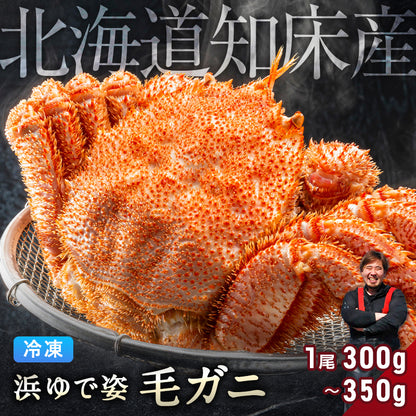 毛ガニ 希少な知床産 300g～350g 【浜茹で急速冷凍 姿】 採れたての毛蟹を新鮮なうちに浜茹でに！ 毛蟹 毛カニ 毛かに 毛がに カニ 蟹 北海道
