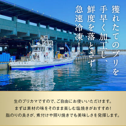 北海道 知床・羅臼産 ブリカマ 10枚 ぶりかま ブリ 鰤